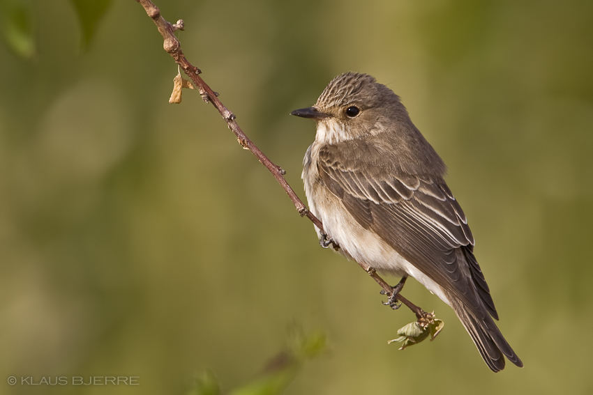 Spotted Flycatcher_KBJ8968.jpg - Spotted Flycatcher - Kibbutz Neot Semadar